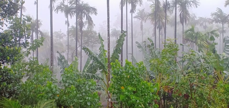Mist among the areca palms