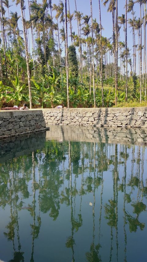 The water tank among the palms